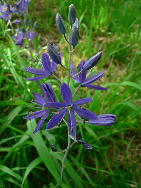 camas lily.jpg